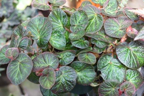 B. ‘Alamo Soli’